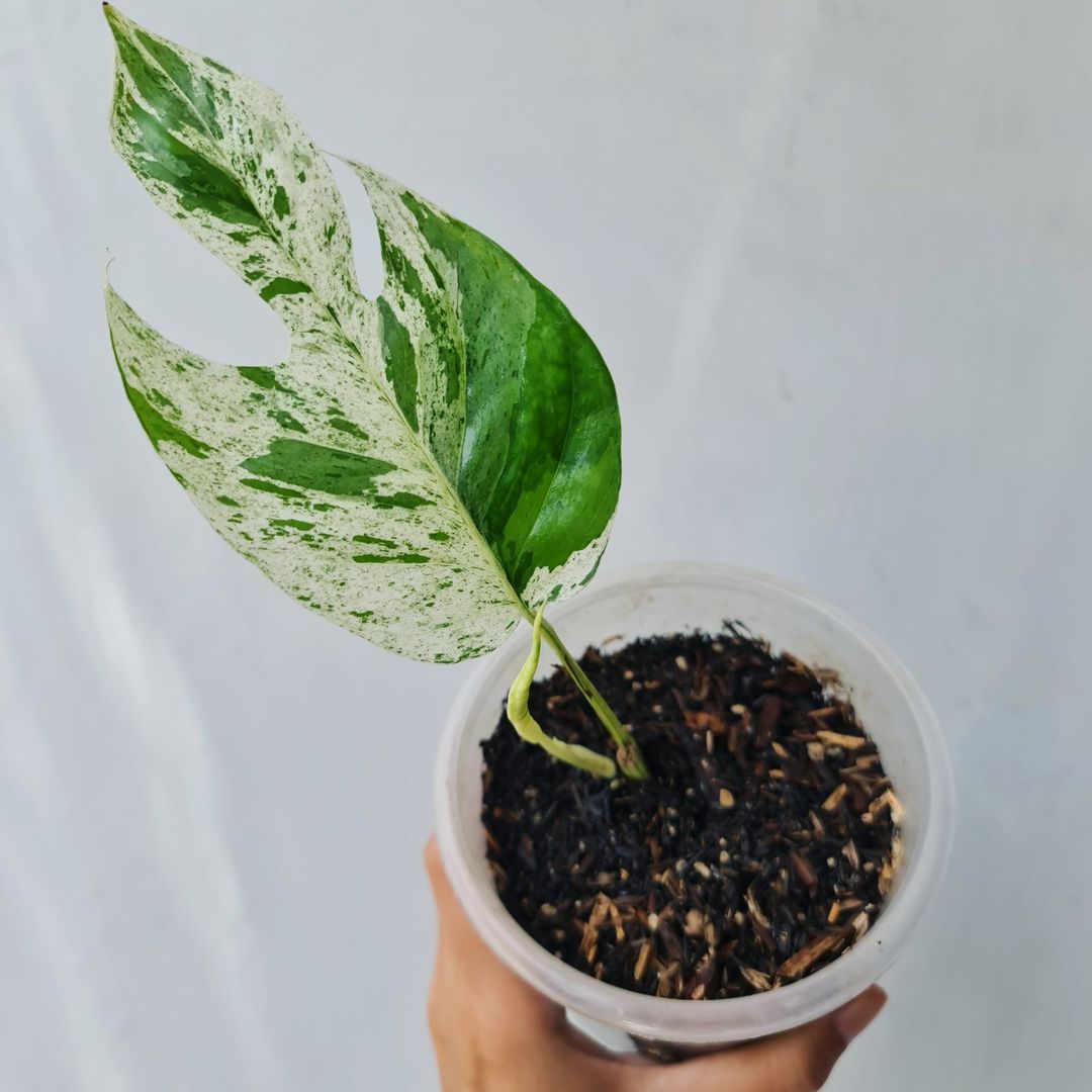 Epipremnum Pinnatum Marble variegated KOKONATPLANT