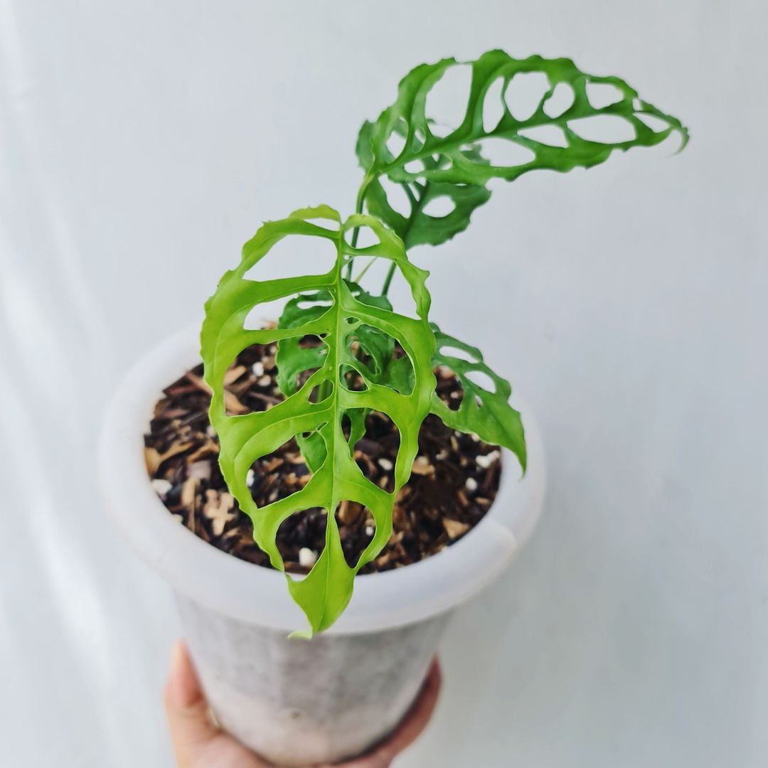 Monstera Obliqua Peru Tropical Plants KOKONATPLANT