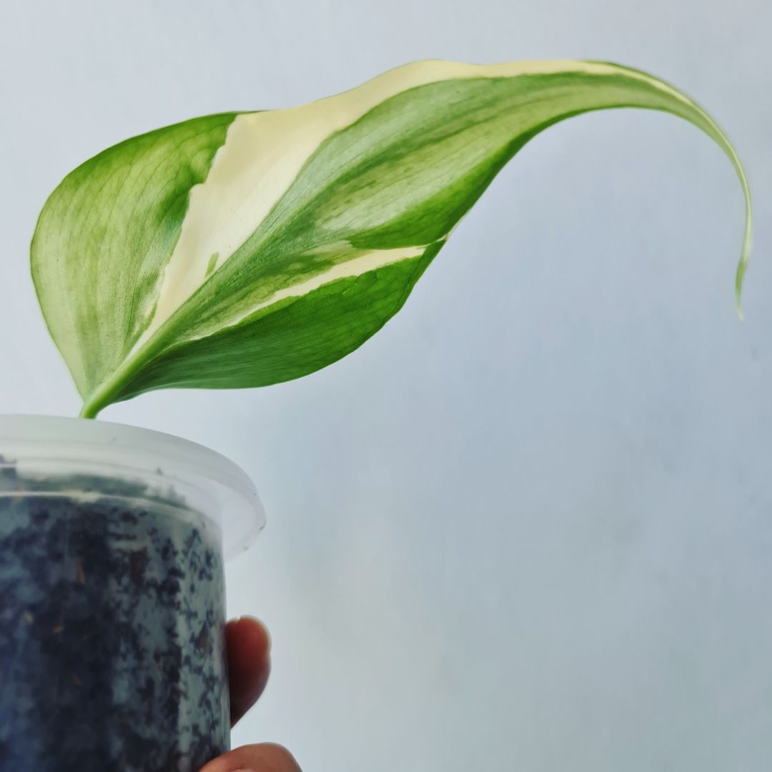 Philodendron Rio Tropical Plants KOKONATPLANT
