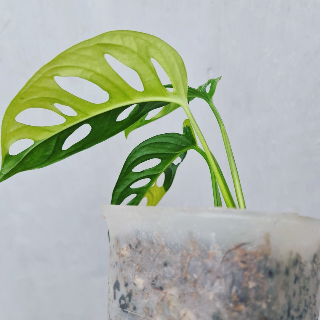 Monstera Adansonii Yellow Variegated KOKONATPLANT