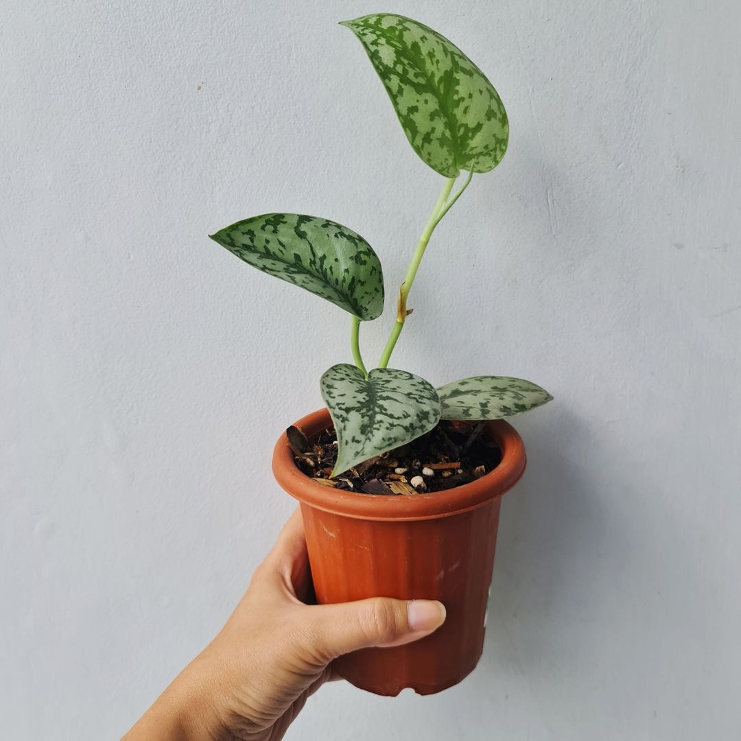 Scindapsus Silver Lady Tropical Plants KOKONATPLANT