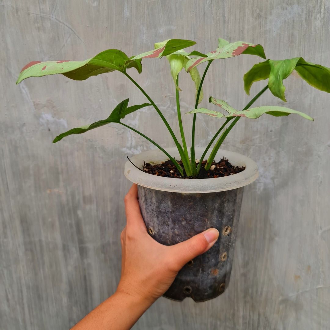 Syngonium Pink Salmon Variegated Tropical Plants KOKONATPLANT