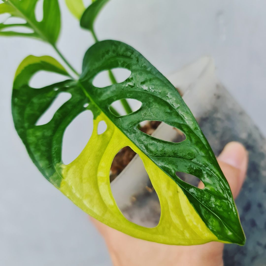 Monstera Adansonii Yellow Variegated KOKONATPLANT