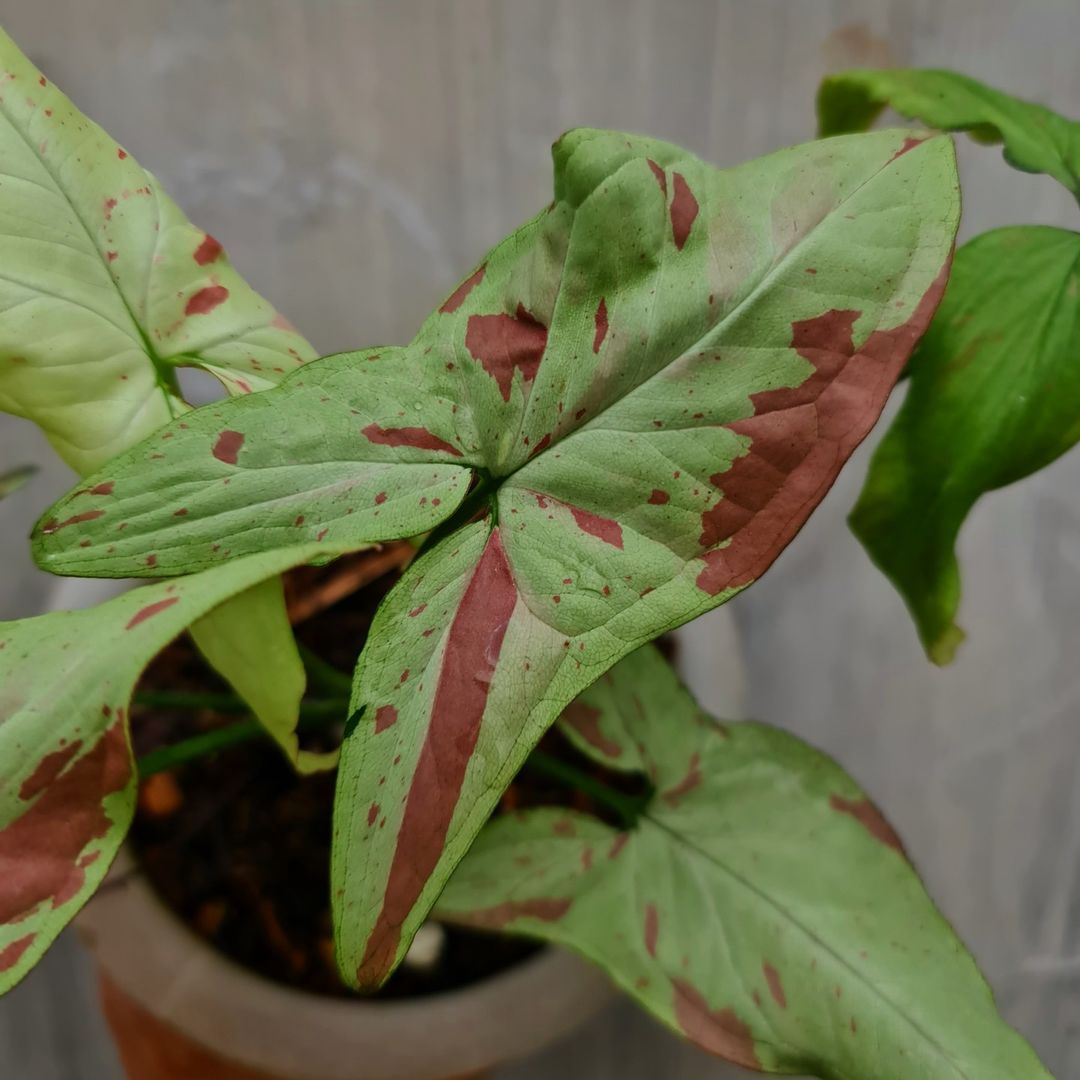 Syngonium Pink Salmon Variegated Tropical Plants KOKONATPLANT