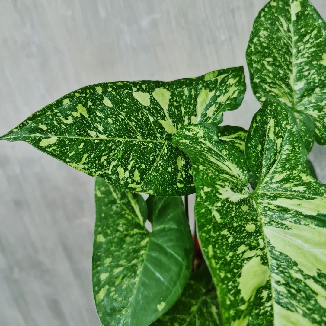 Syngonium Panda Galaxy War Variegated Tropical Plants KOKONATPLANT