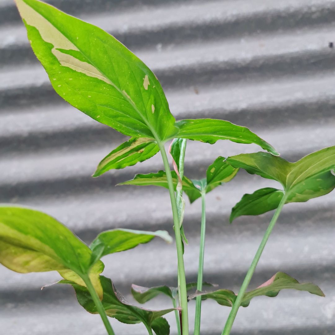 Syngonium Pink Splash variegated tropical plants KOKONATPLANT
