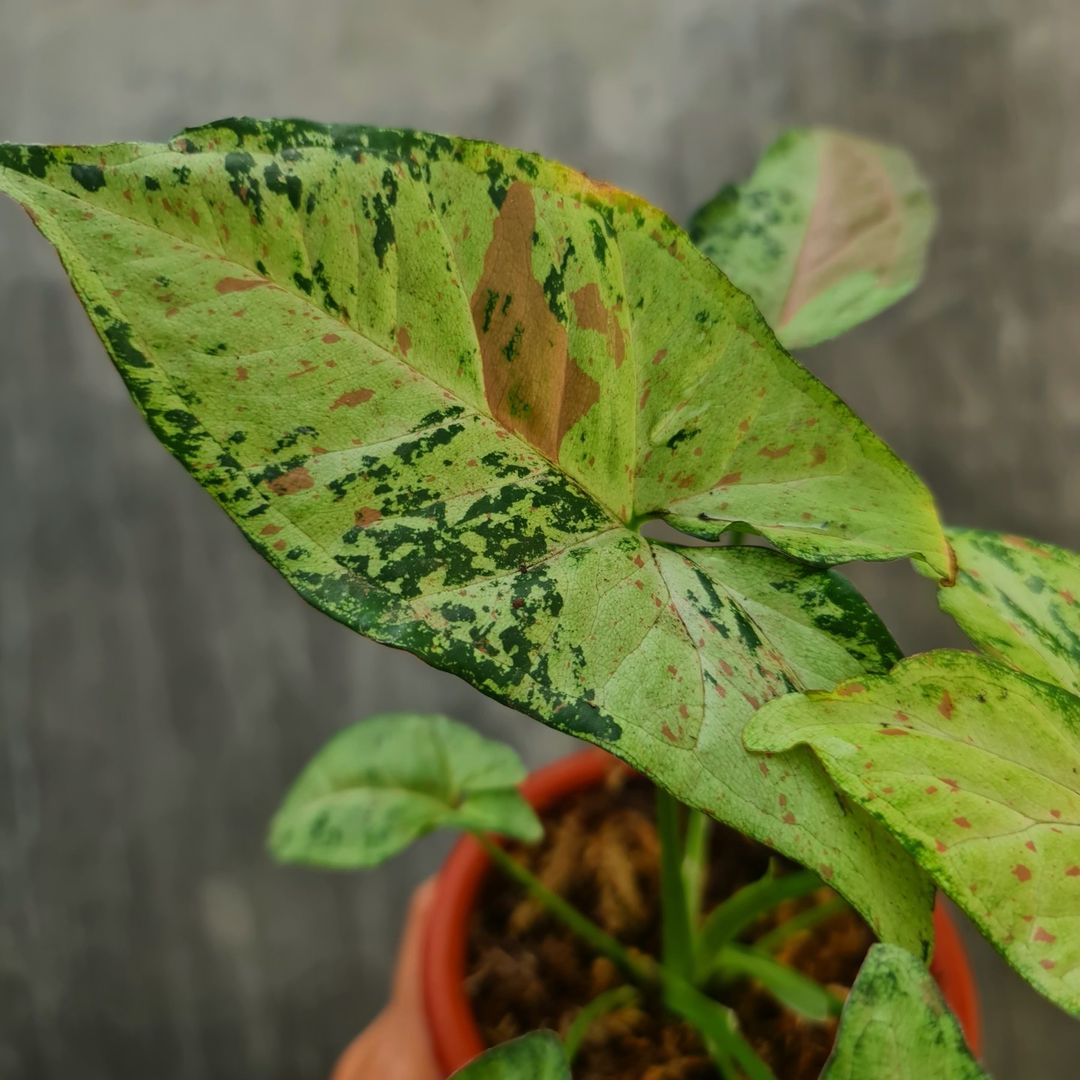 Syngonium Confetti Tricolor Variegated Tropical Plants KOKONATPLANT
