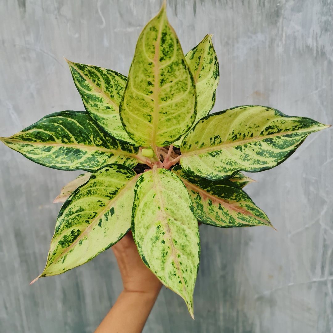 Aglaonema Frozen Tropical Plants KOKONATPLANT