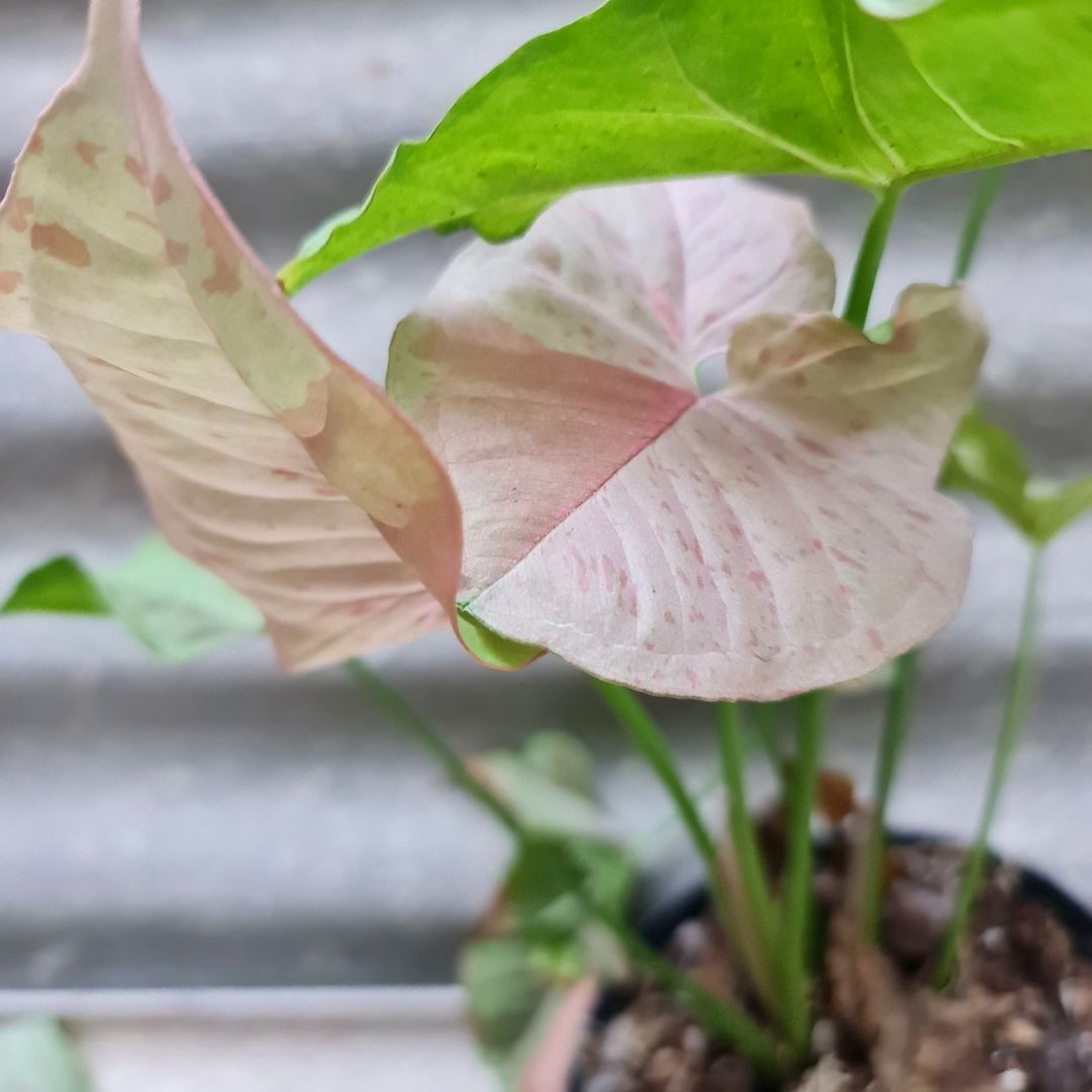 Syngonium Pink Spot variegated tropical plants KOKONATPLANT