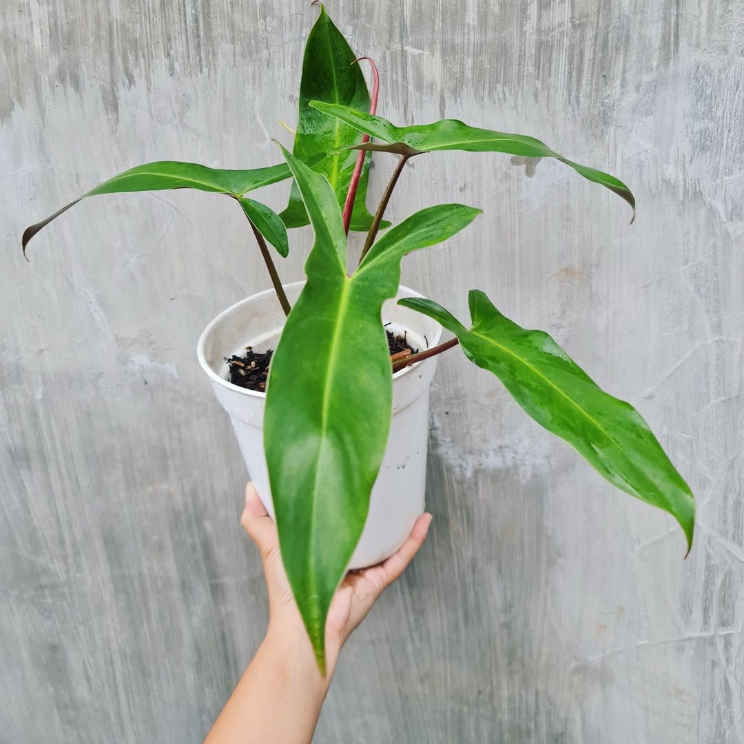 Philodendron Mexicanum Bicolor Tropical Plants KOKONATPLANT