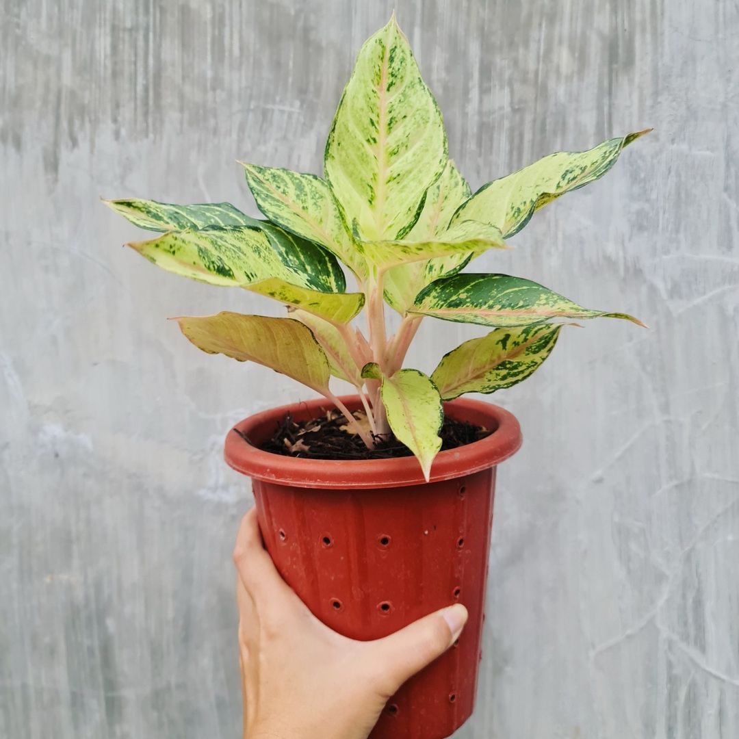 Aglaonema Frozen Tropical Plants KOKONATPLANT