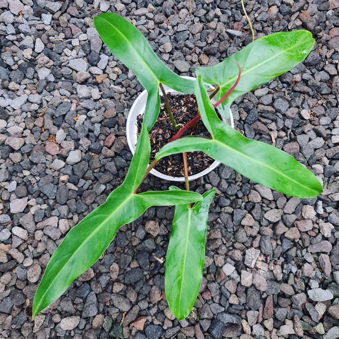 Philodendron Mexicanum Bicolor Tropical Plants KOKONATPLANT