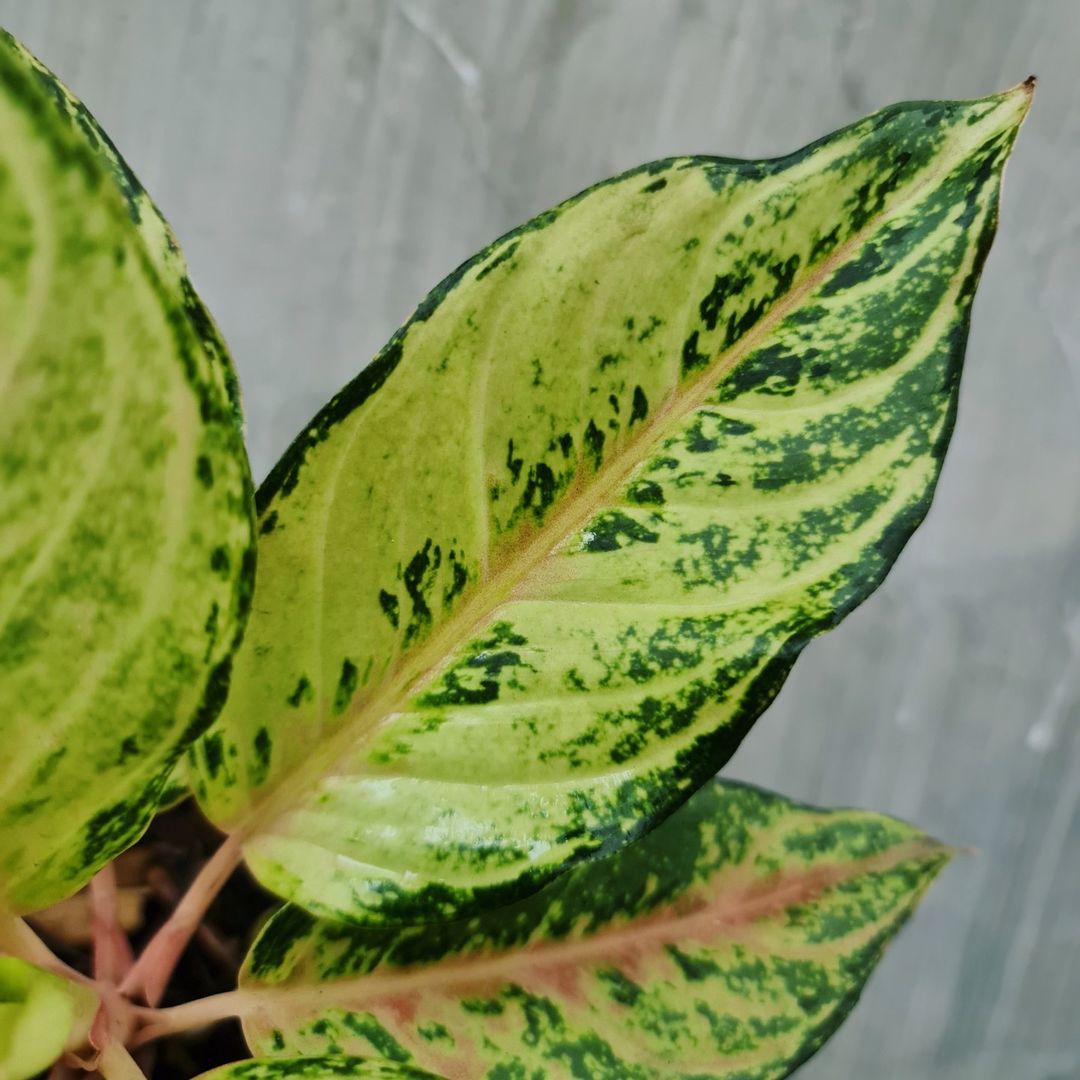 Aglaonema Frozen Tropical Plants KOKONATPLANT