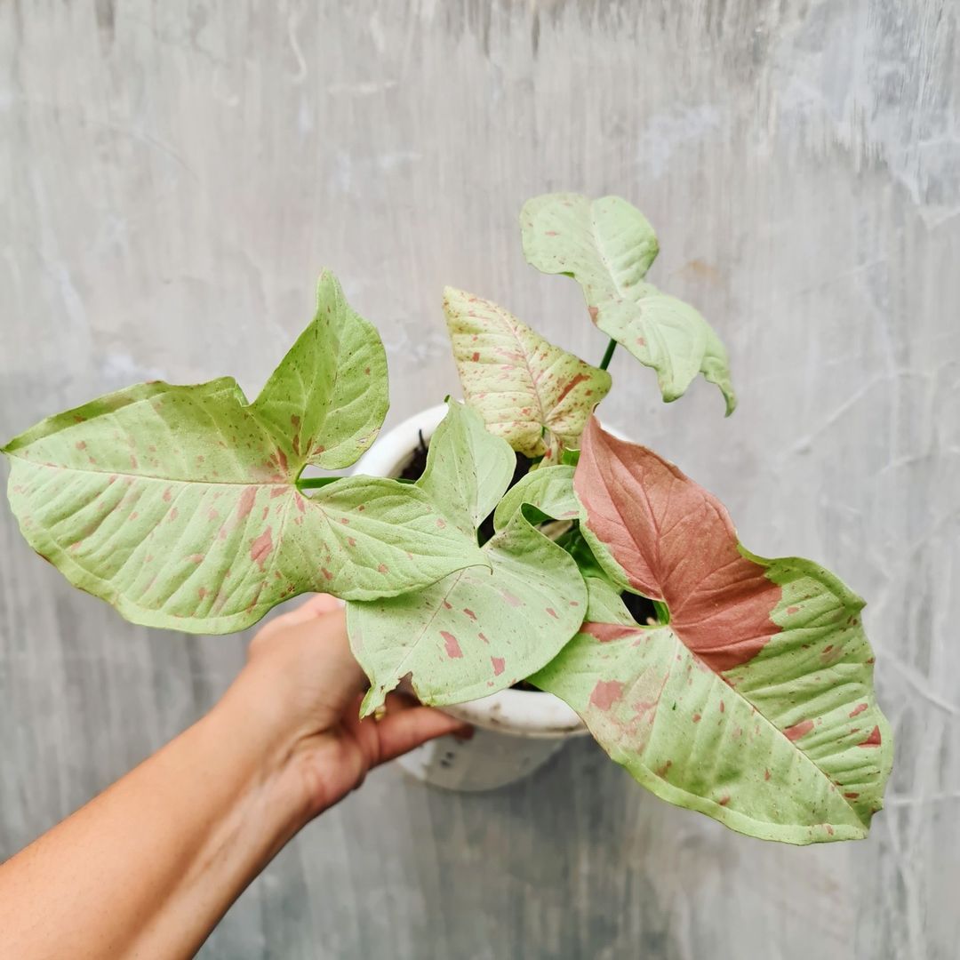 Syngonium Milk Confetti Variegated Medium Tropical Plants KOKONATPLANT