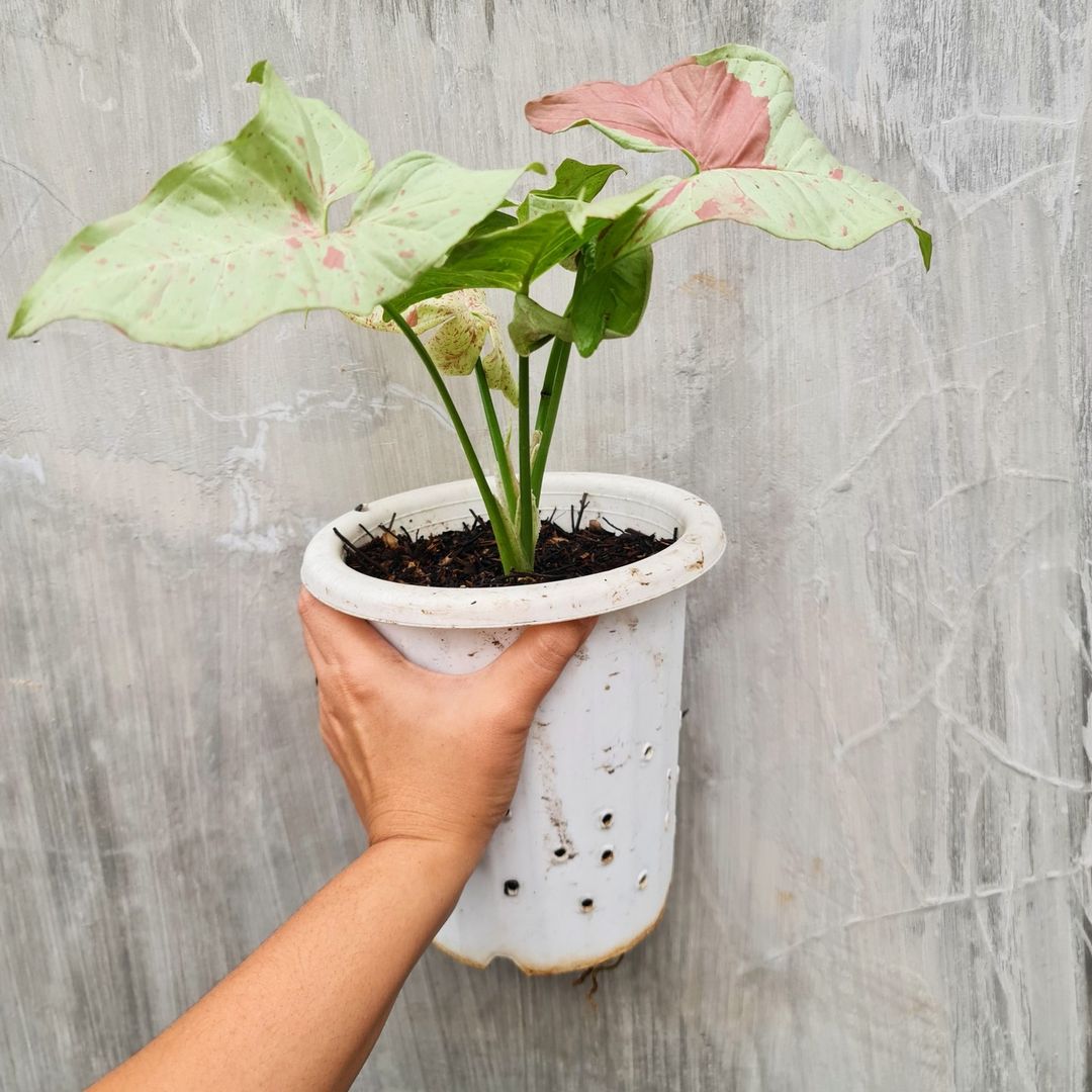 Syngonium Milk Confetti Variegated Medium Tropical Plants KOKONATPLANT