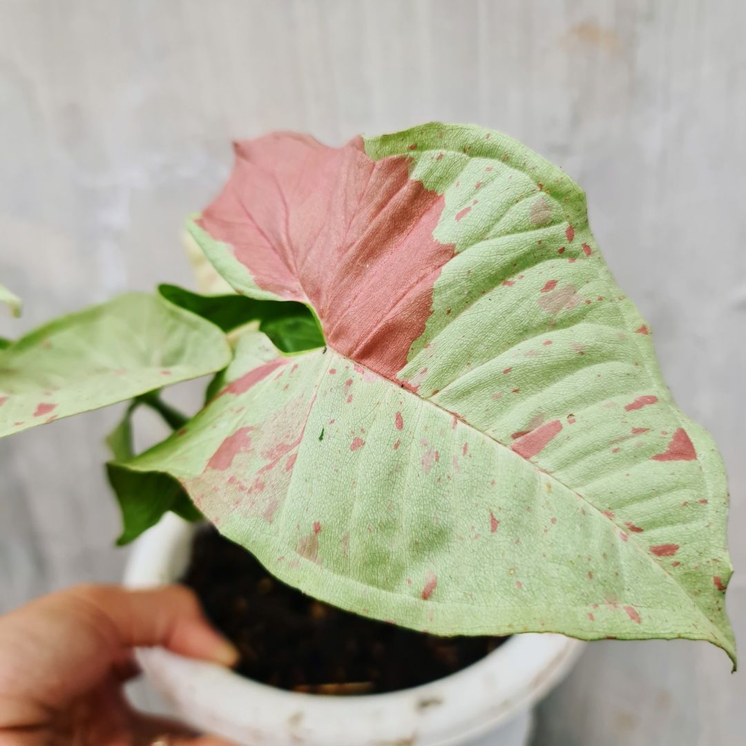 Syngonium Milk Confetti Variegated Medium Tropical Plants KOKONATPLANT
