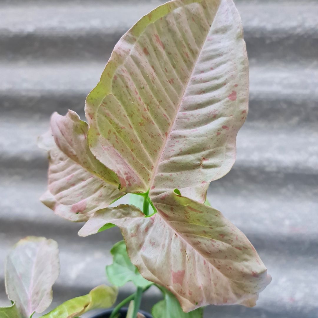 Syngonium Pink Spot variegated tropical plants KOKONATPLANT