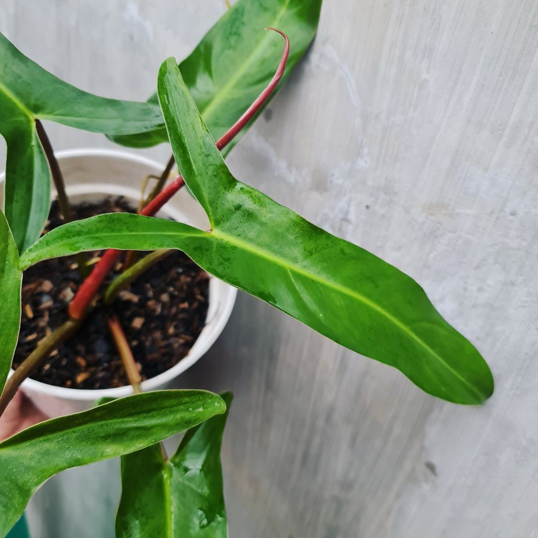 Philodendron Mexicanum Bicolor Tropical Plants KOKONATPLANT