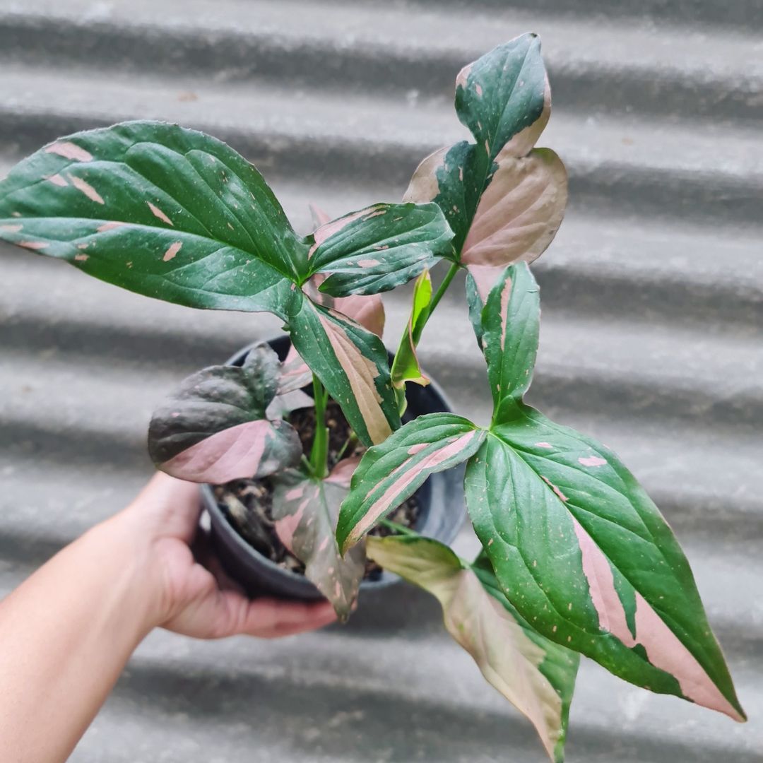 Syngonium Pink Splash variegated tropical plants KOKONATPLANT