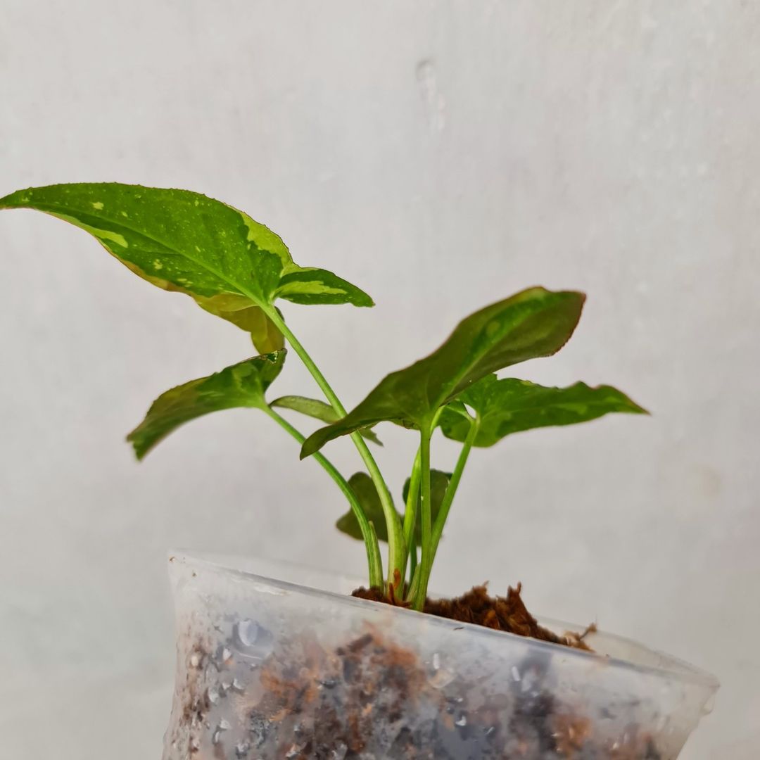 Syngonium Red Spot Tricolor Variegated Tropical Plants KOKONATPLANT