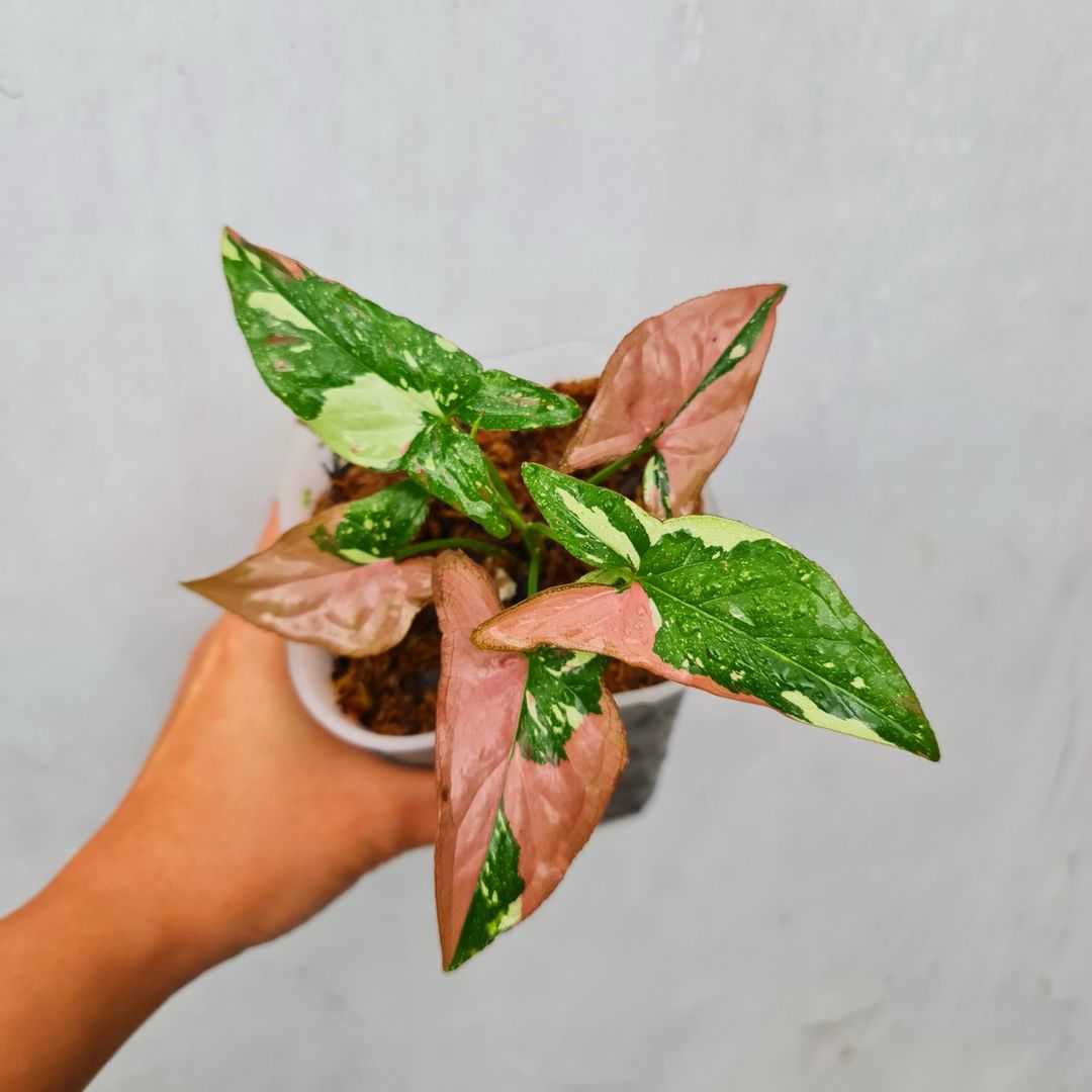 Syngonium Red Spot Tricolor Variegated Tropical Plants KOKONATPLANT