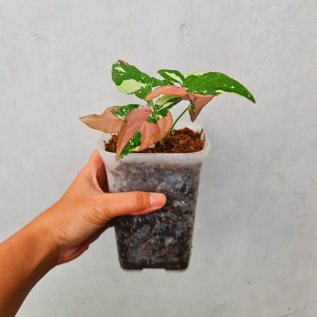 Syngonium Red Spot Tricolor Variegated Tropical Plants KOKONATPLANT