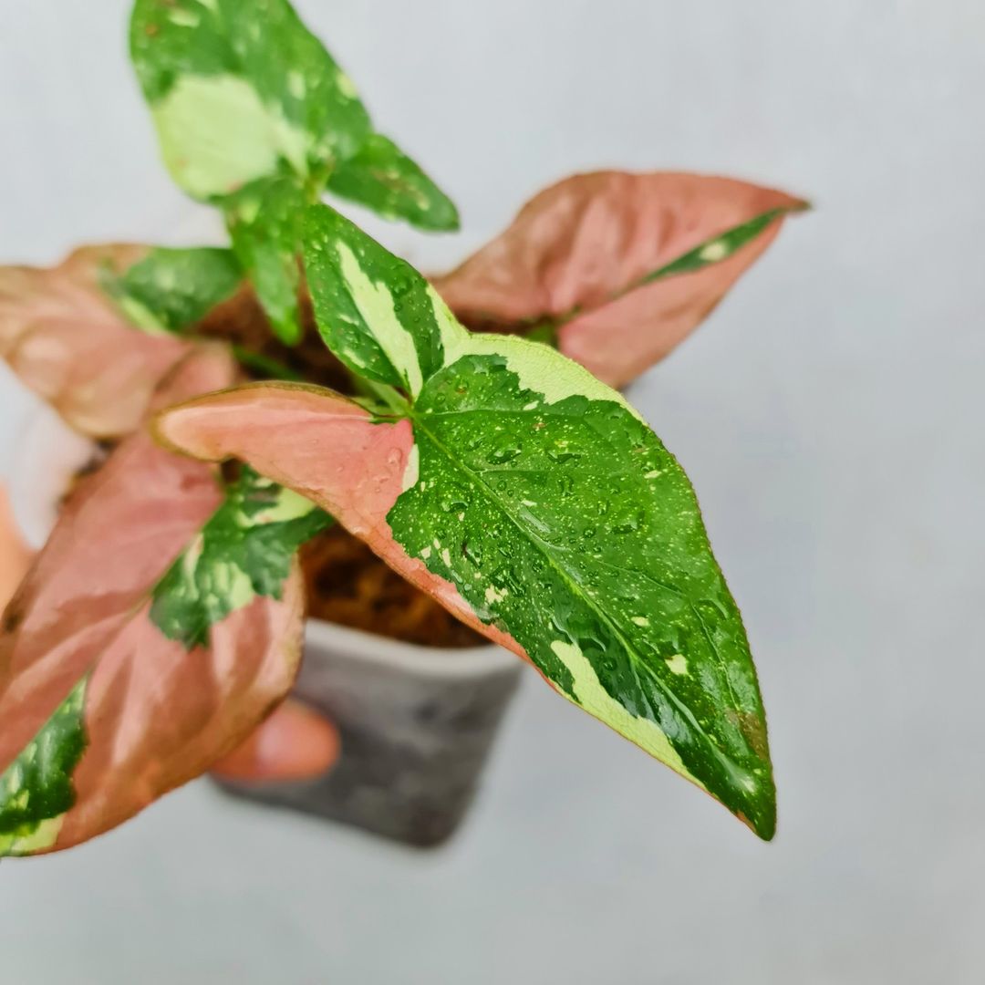 Syngonium Red Spot Tricolor Variegated Tropical Plants KOKONATPLANT