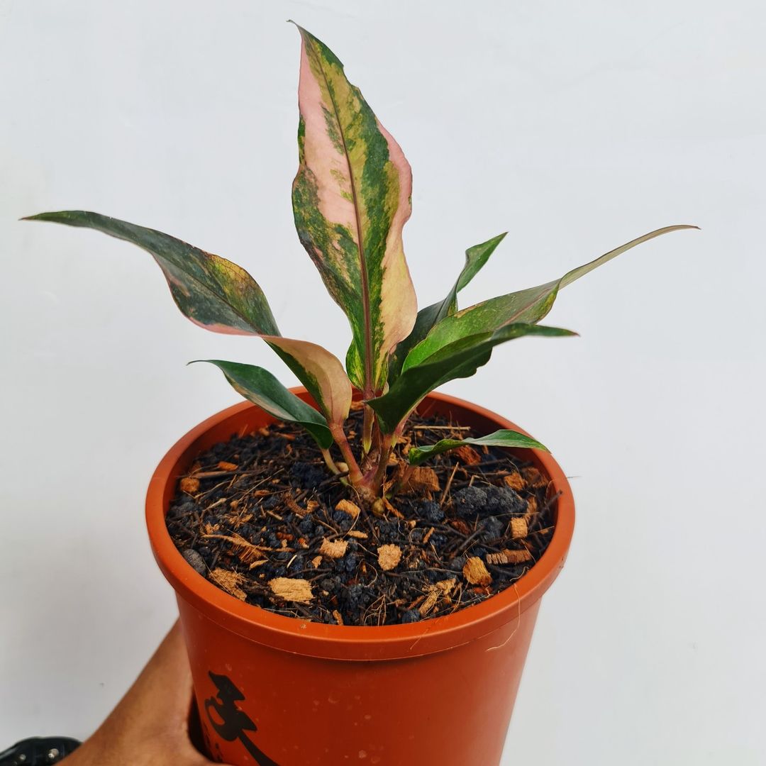 Anthurium Hookeri Pink Variegated Small KOKONATPLANT