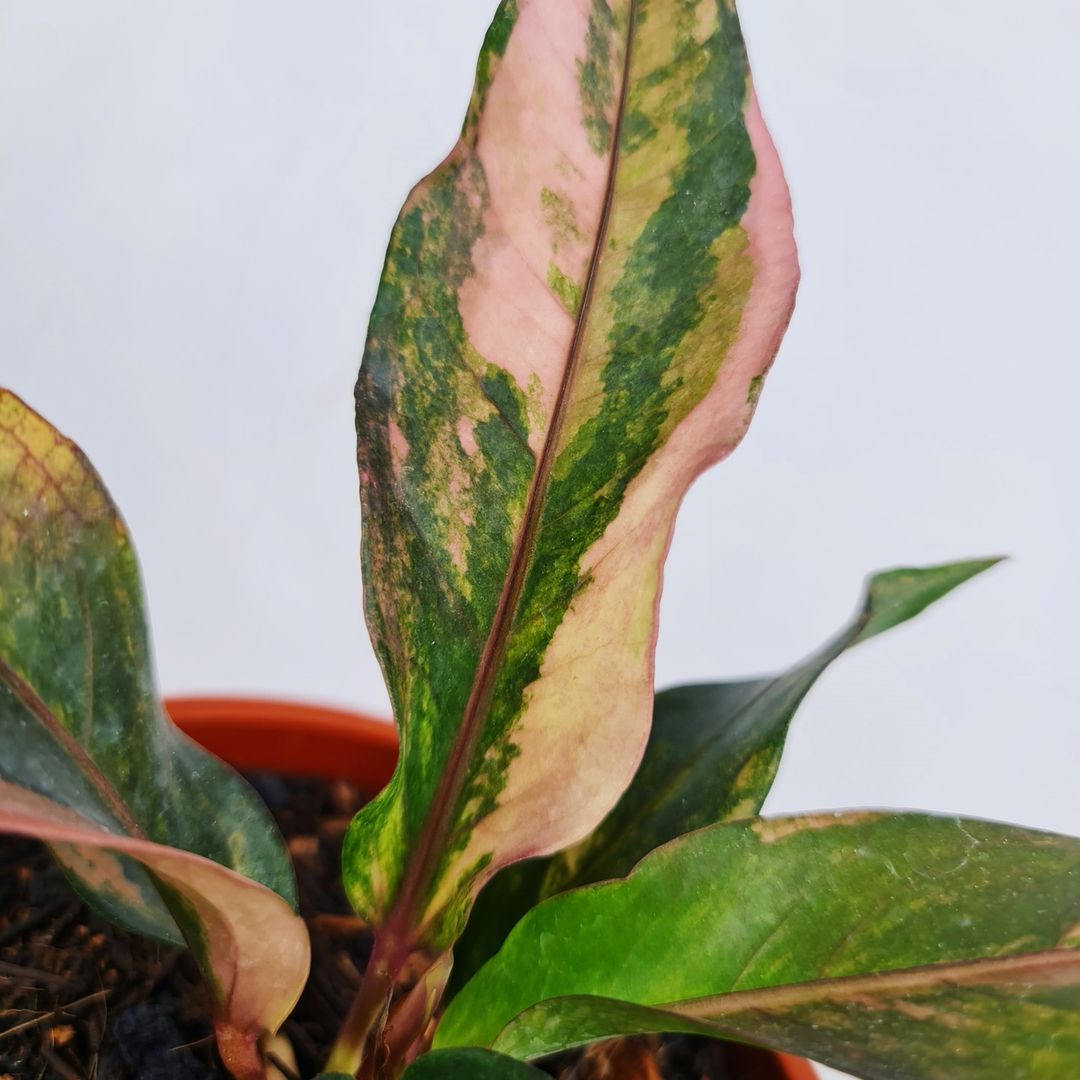 Anthurium Hookeri Pink Variegated Small KOKONATPLANT