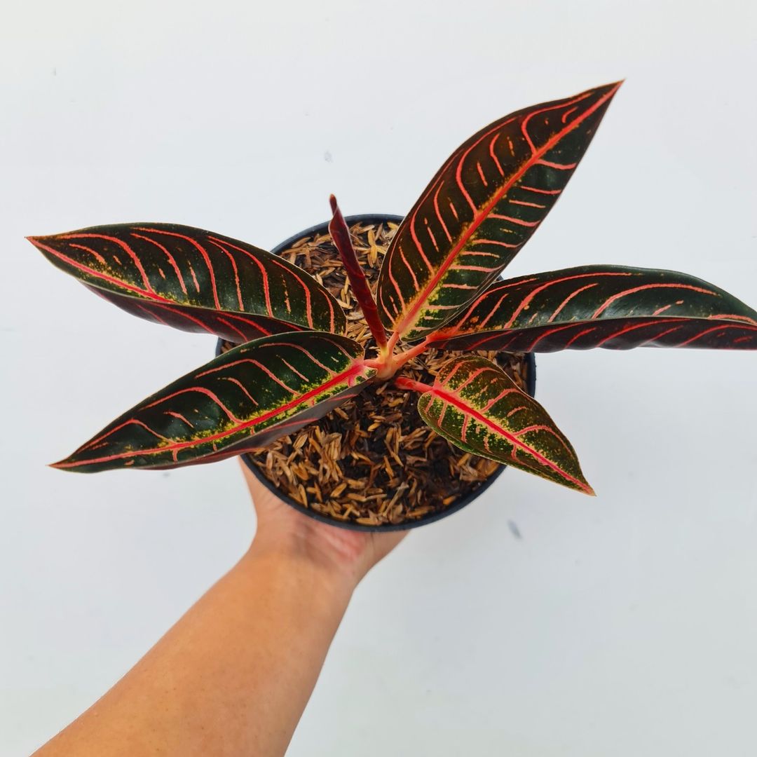 aglaonema sumatra Aglaonema Red Sumatra Aglaonema Chocolate Tropical Plants KOKONATPLANT