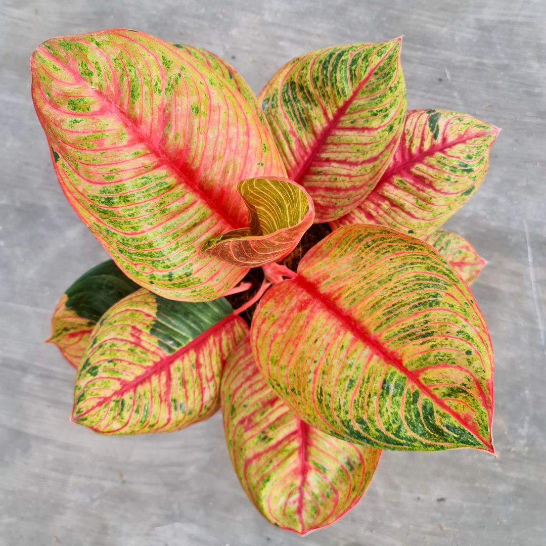 Aglaonema Moonlight Mutation Super Red Tropical Plants KOKONATPLANT