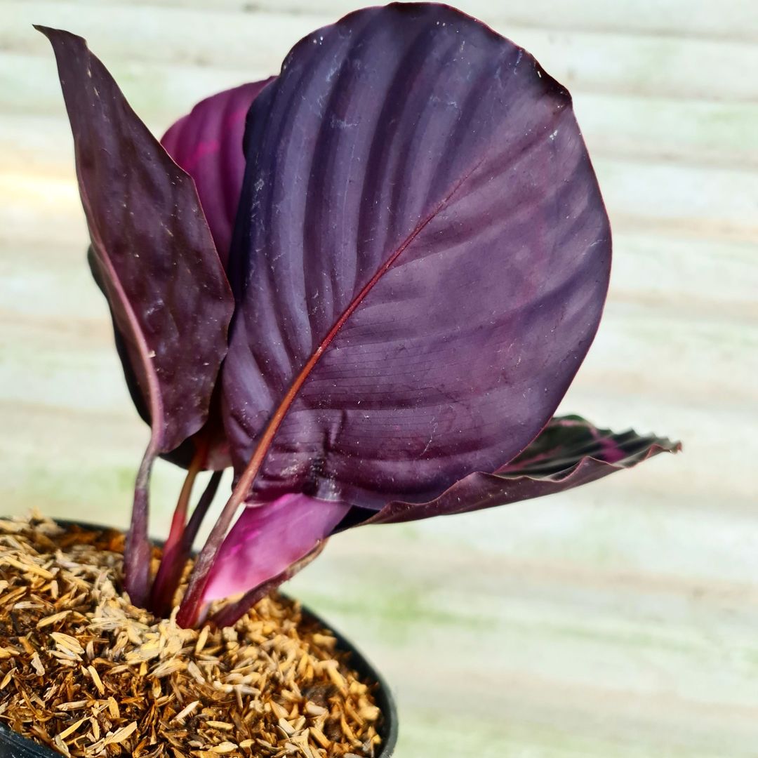 Calathea Dottie Black Lipstick Tropical Plants KOKONATPLANT