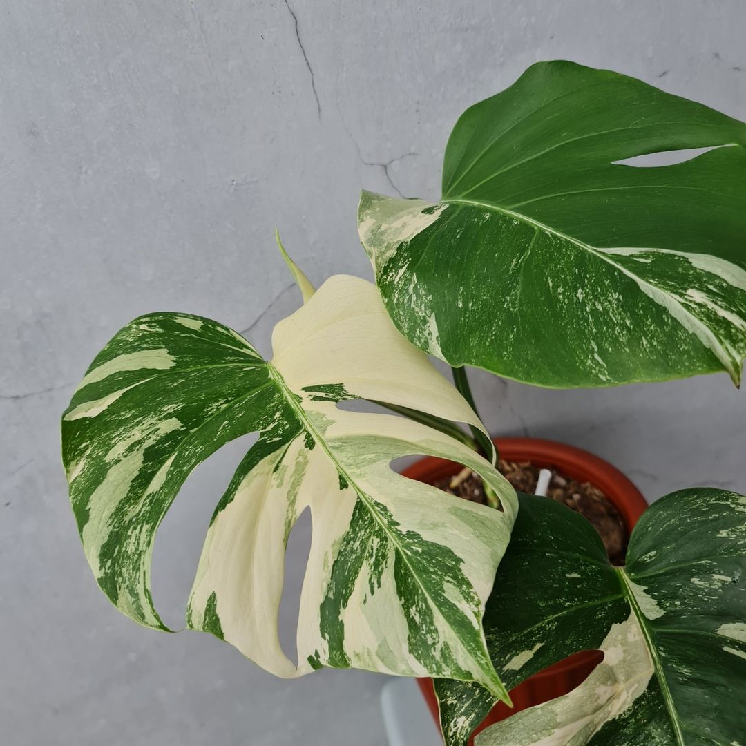 Monstera Albo Variegated SMALL KOKONATPLANT