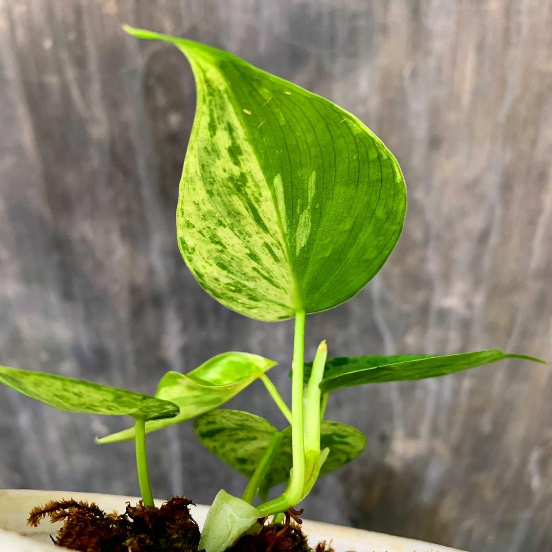 Philodendron Hederaceum Variegated Tropical Plants KOKONATPLANT