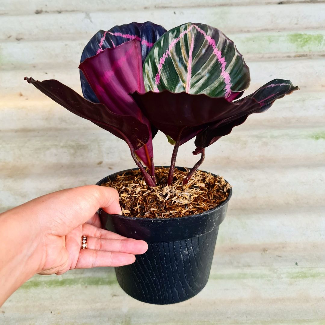 Calathea Dottie Black Lipstick Tropical Plants KOKONATPLANT