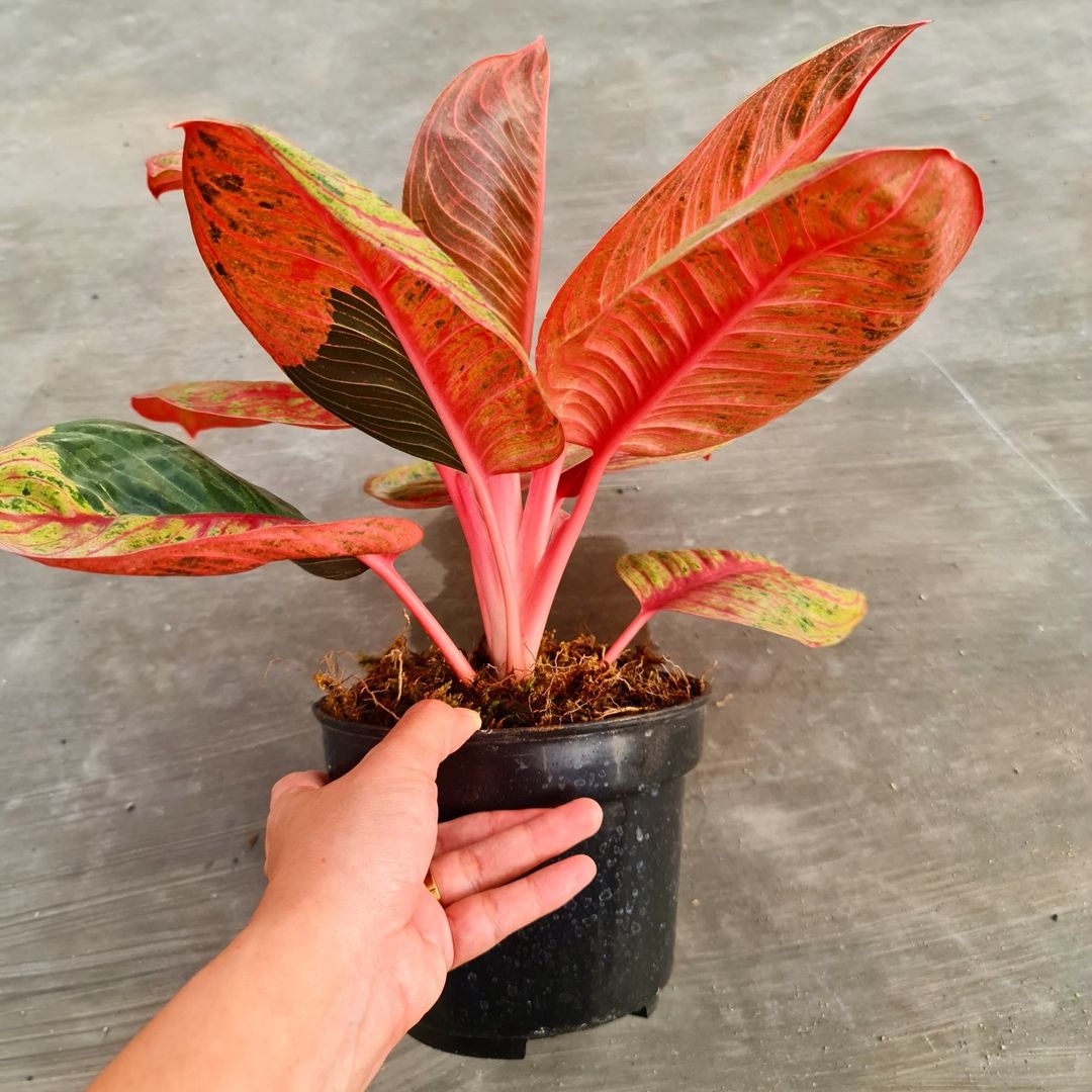 Aglaonema Moonlight Mutation Super Red Tropical Plants KOKONATPLANT