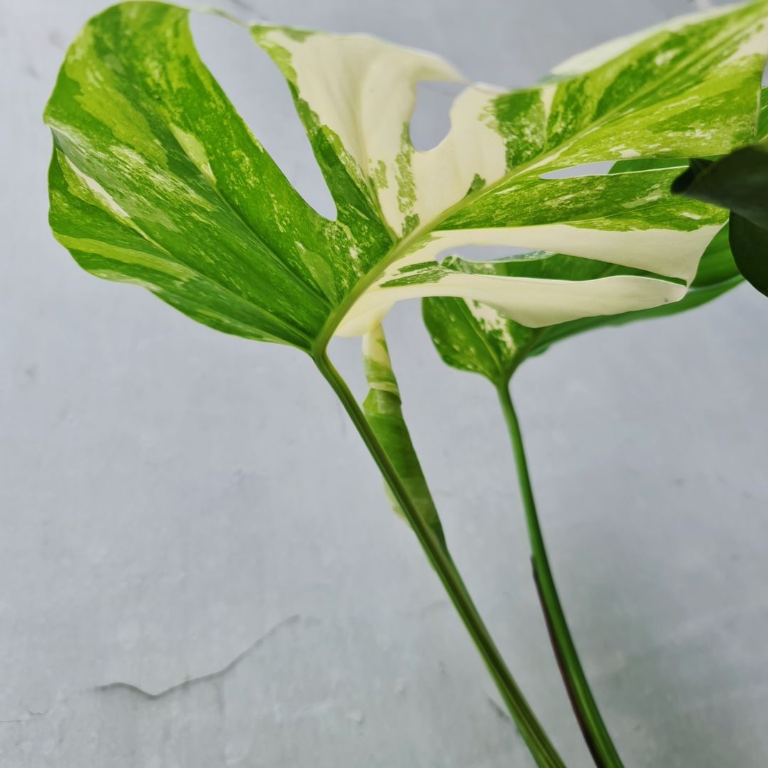 Monstera Albo Variegated SMALL KOKONATPLANT