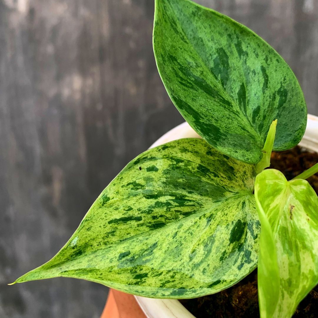 Philodendron Hederaceum Variegated Tropical Plants KOKONATPLANT