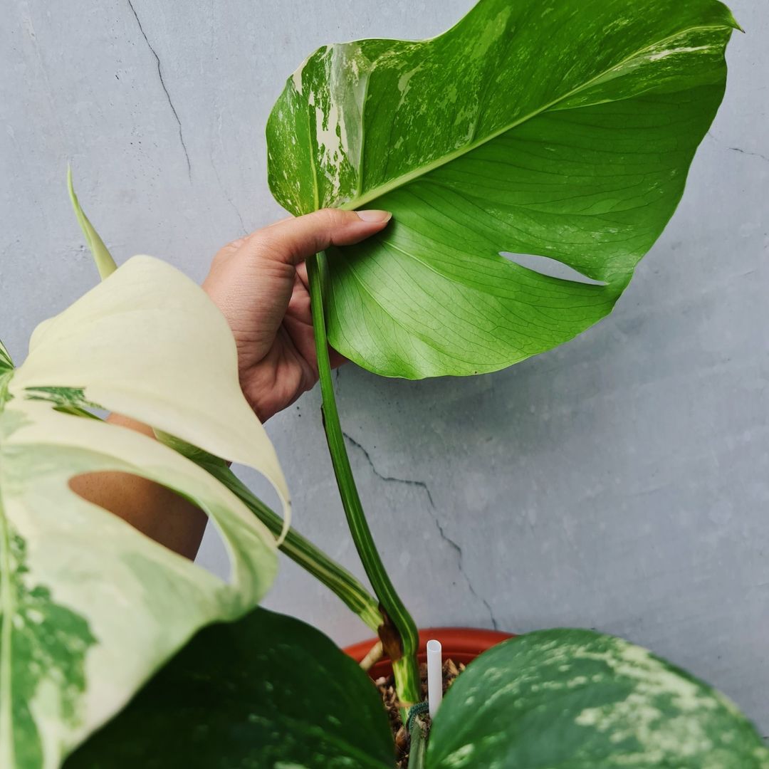 Monstera Albo Variegated SMALL KOKONATPLANT