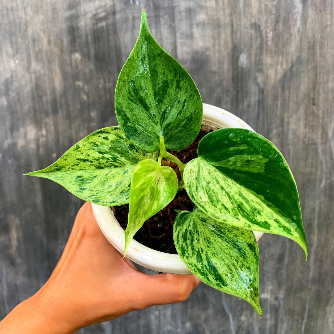 Philodendron Hederaceum Variegated Tropical Plants KOKONATPLANT