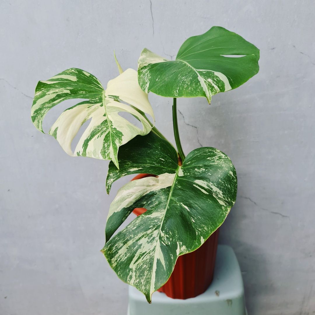 Monstera Albo Variegated SMALL KOKONATPLANT