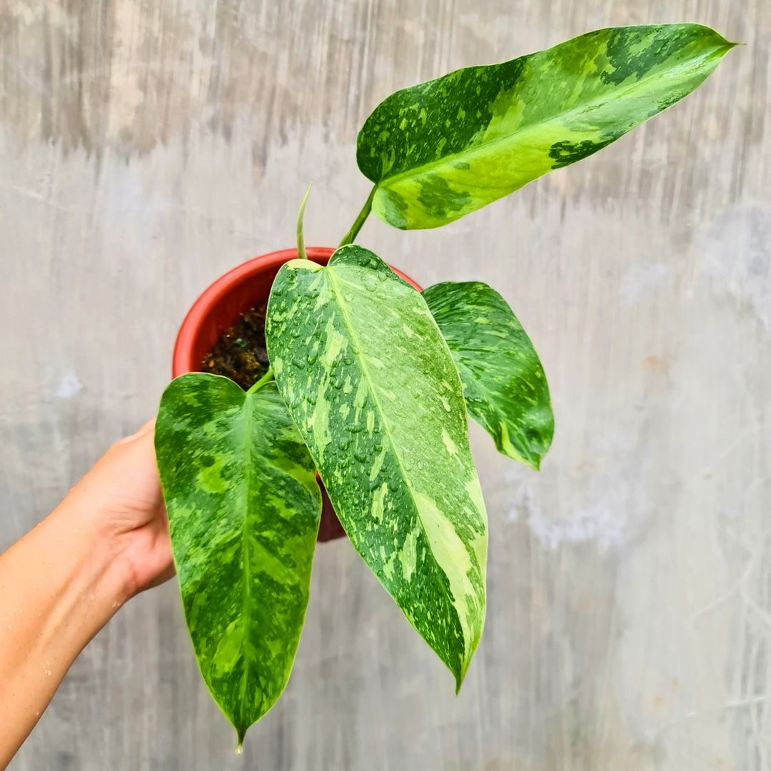 Philodendron Jose Buono Tropical Plants KOKONATPLANT