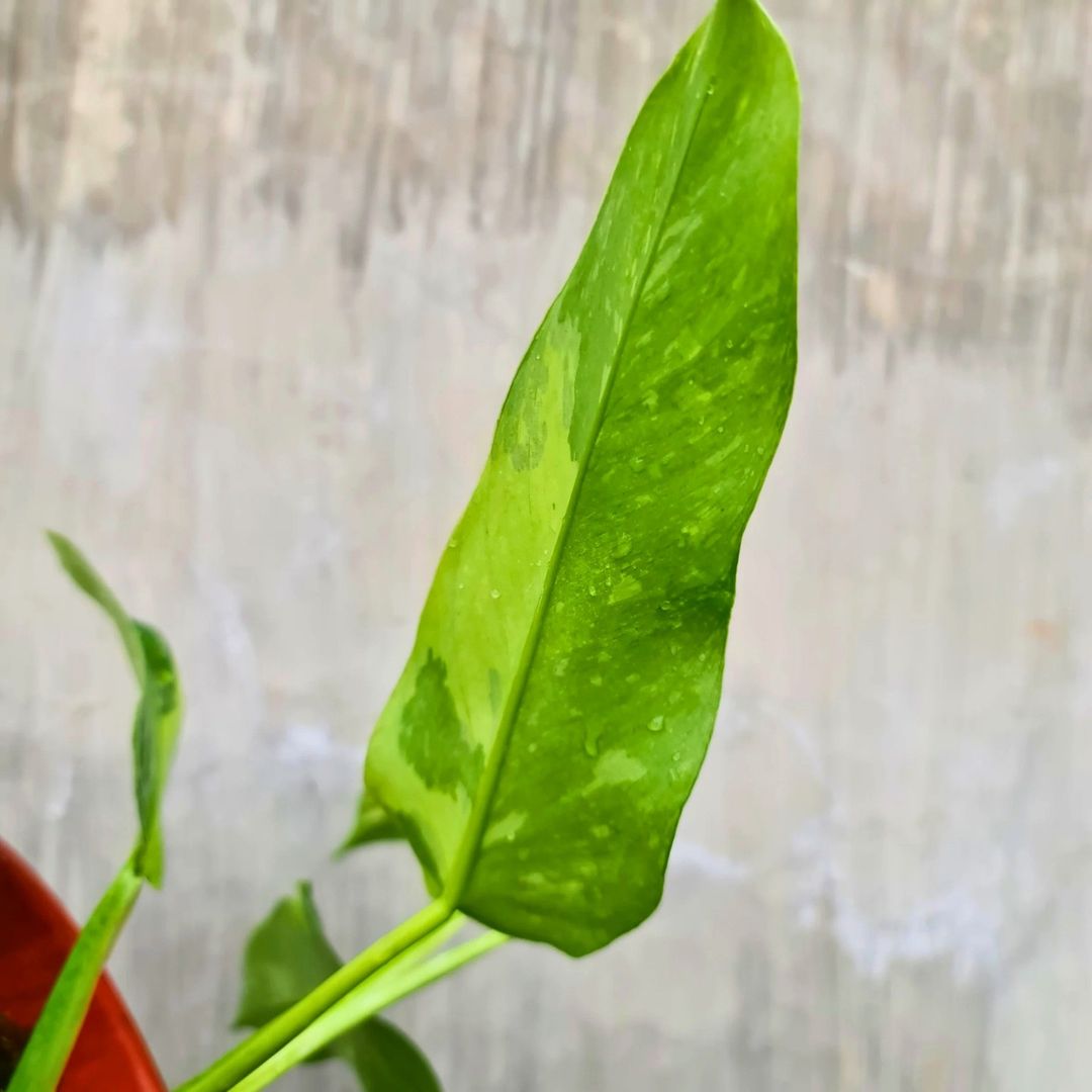 Philodendron Jose Buono Tropical Plants KOKONATPLANT