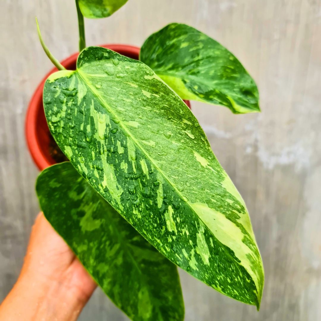 Philodendron Jose Buono Tropical Plants KOKONATPLANT