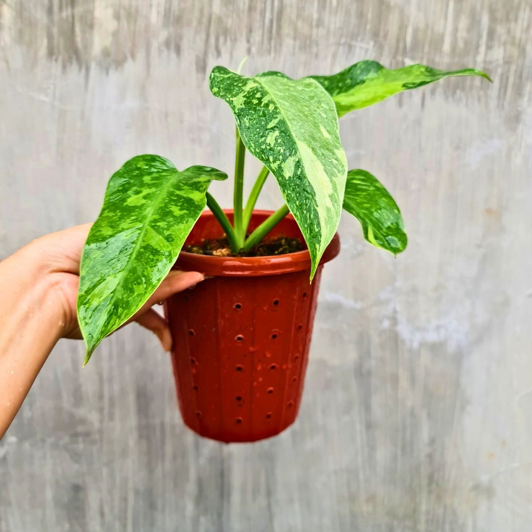 Philodendron Jose Buono Tropical Plants KOKONATPLANT