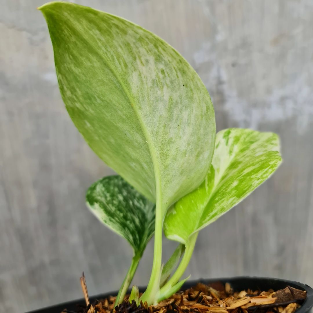 Scindapsus Treubii Moonlight Marble Queen Tropical Plants KOKONATPLANT