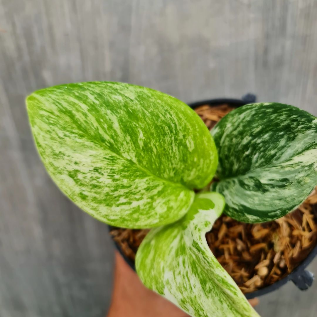Scindapsus Treubii Moonlight Marble Queen Tropical Plants KOKONATPLANT