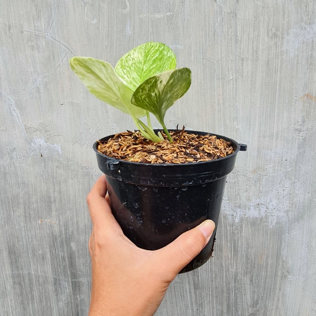 Scindapsus Treubii Moonlight Marble Queen Tropical Plants KOKONATPLANT