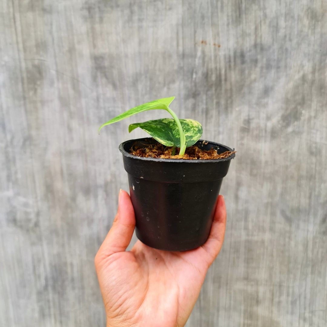 Scindapsus Jade Satin Aurea Yellow Variegated Tropical plants KOKONATPLANT