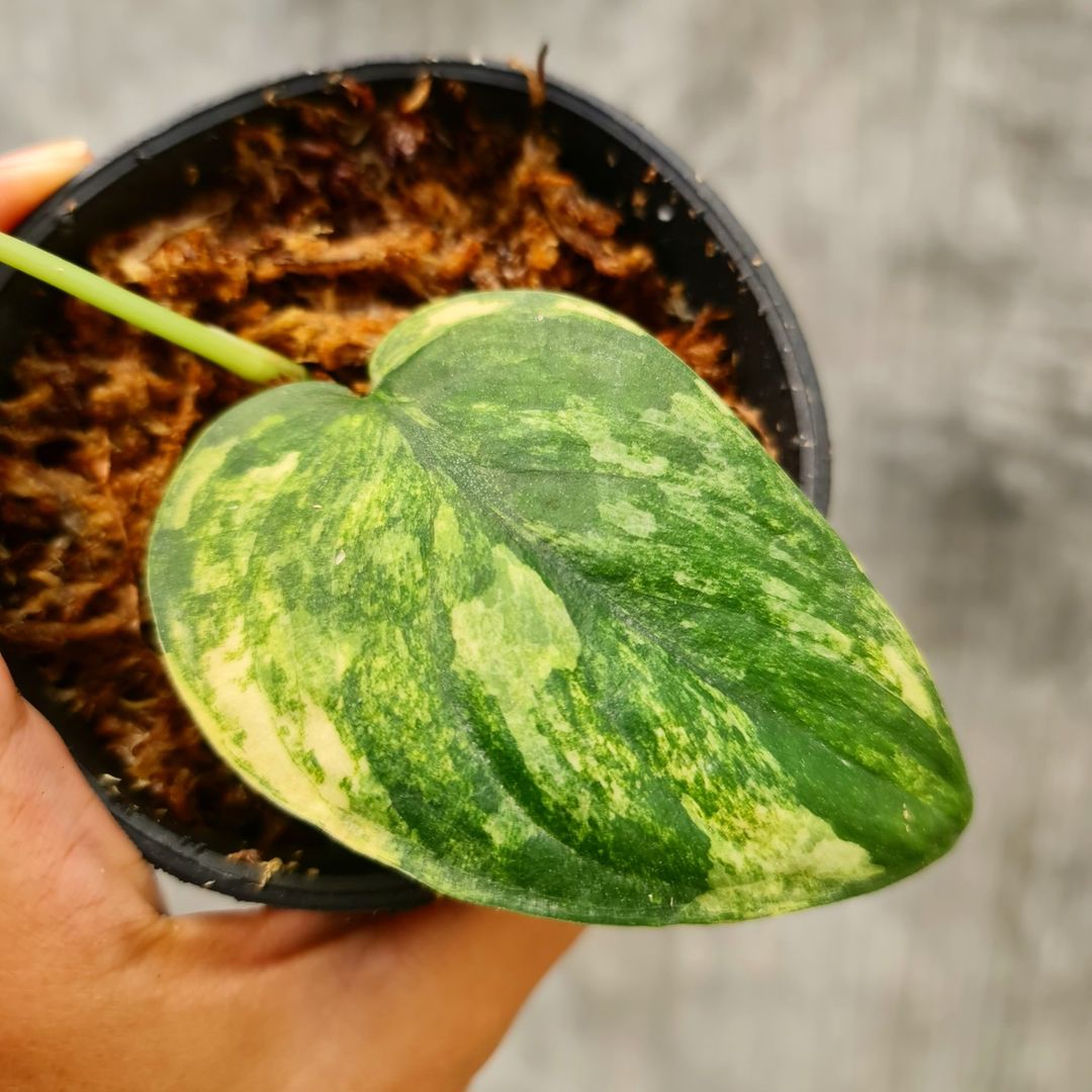 Scindapsus Jade Satin Aurea Yellow Variegated Tropical plants KOKONATPLANT